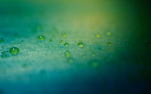 microphotography of water drops on green surface
